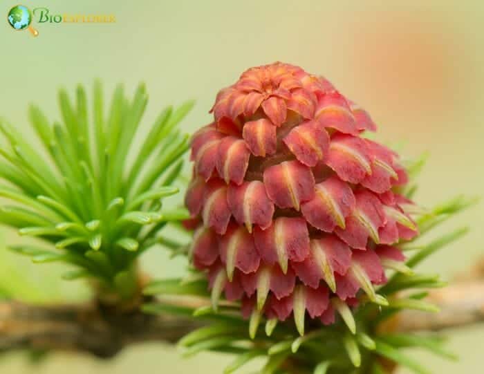 Larch Flower