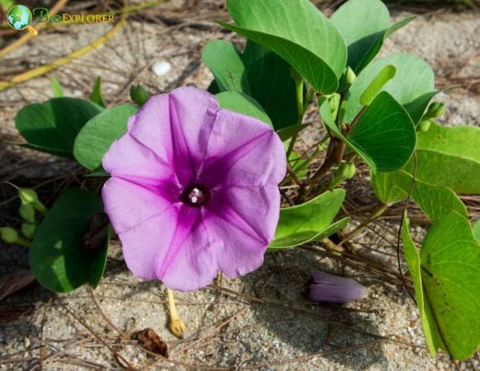 Lavender Ipomoea Flower