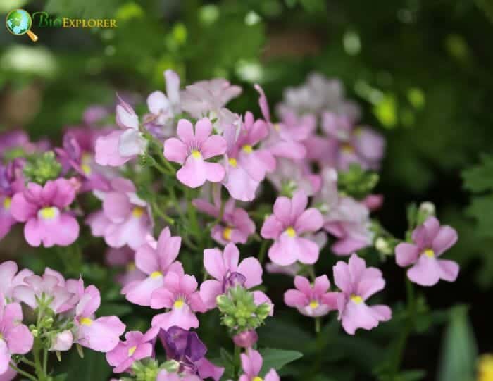 Lavender Nemesia Flowers