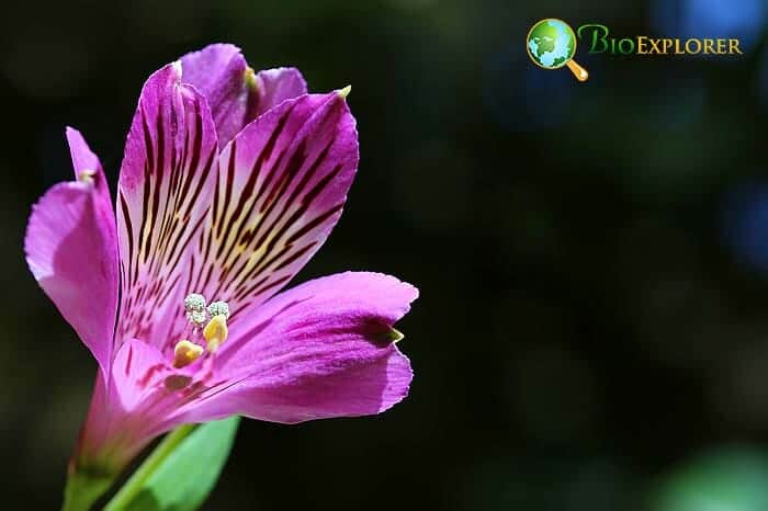 Lavender Peruvian Lily