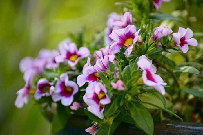 Lavender Calibrachoa Flowers