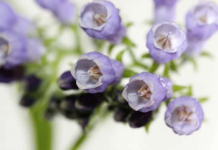 Lavender Comfrey Flowers