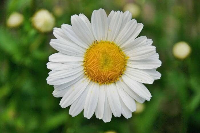 Lawn Daisy Flower