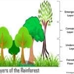 Layers of the rainforest