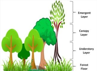 Layers of the rainforest