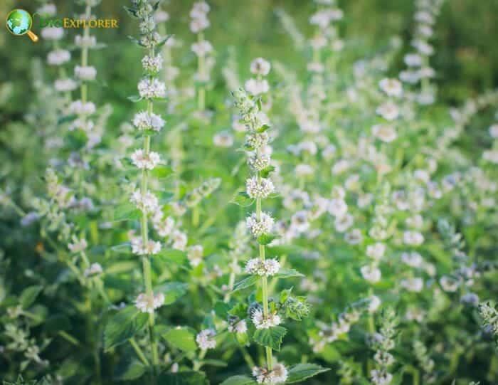 Lemon Balm Flowers