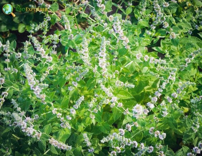 Lemon Balm Flowers