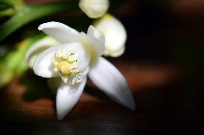 Lemon Blossom Flowers