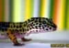 Leopard Gecko