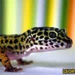 Leopard Gecko