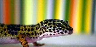 Leopard Gecko