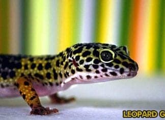 Leopard Gecko