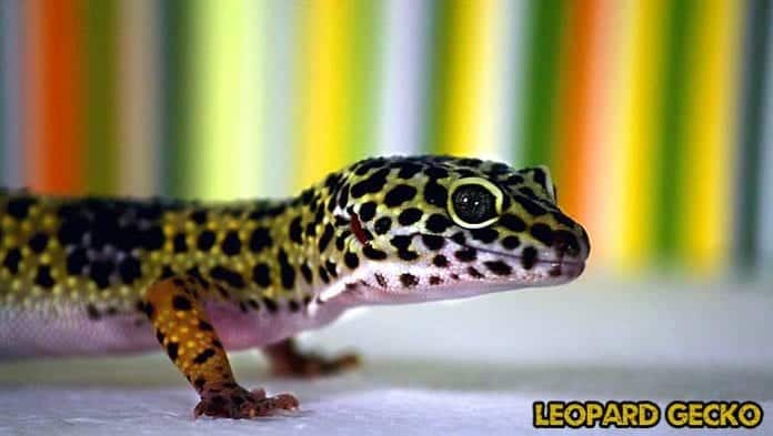 Leopard Gecko