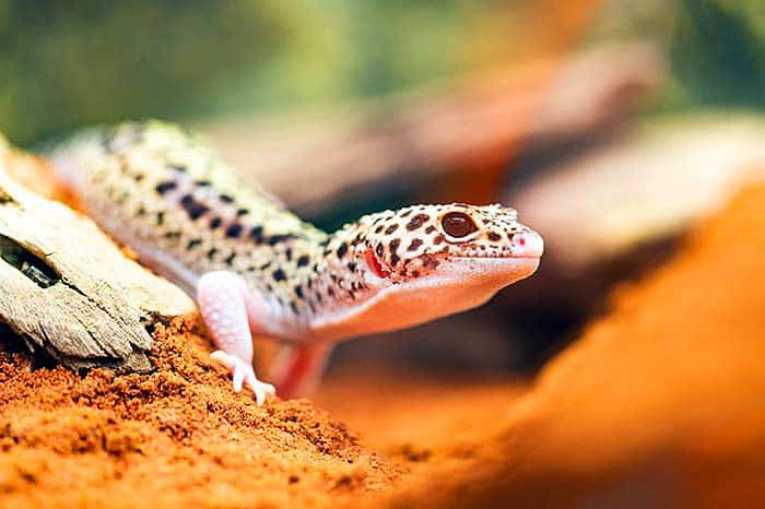 Leopard Gecko Appearance