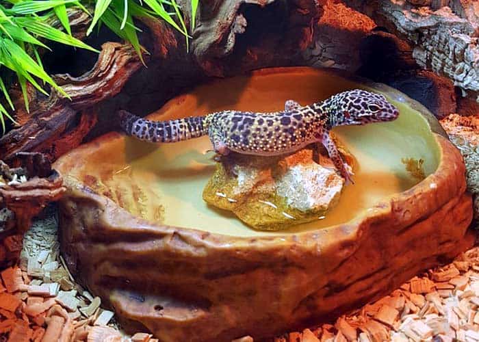 Leopard Gecko Habitat