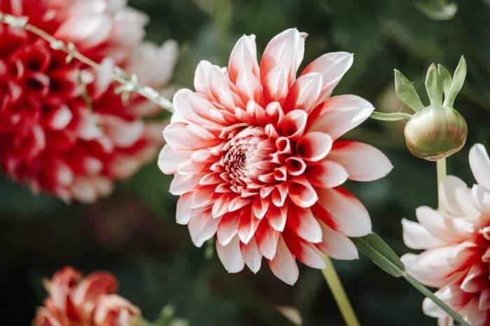 Light Pink Dahlia Flower