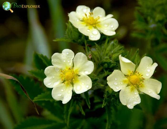 Light Yellow Cinquefoil Flowers