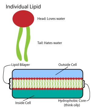 Lipid Structure