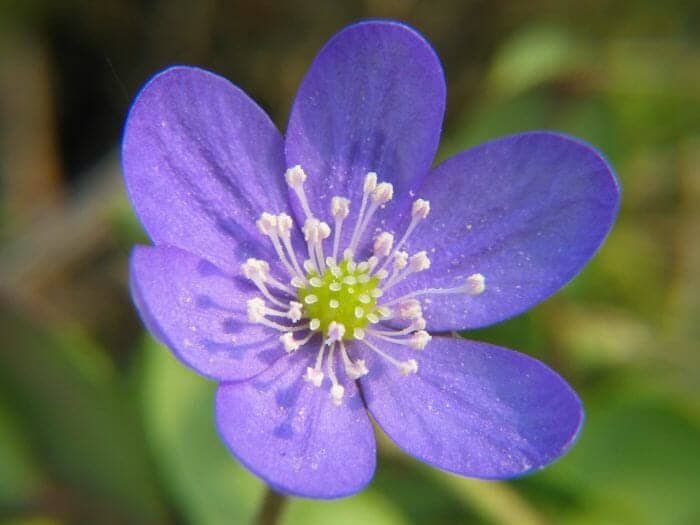 Liverleaf Flowers