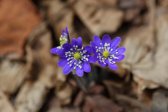 Liverwort Flowers