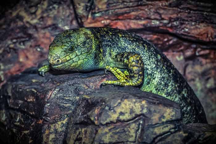 Lizard on Rocks