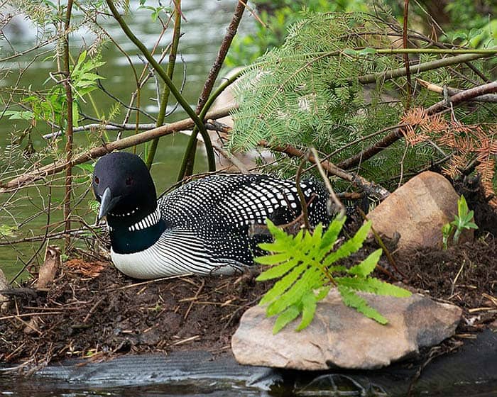 Loon Nest