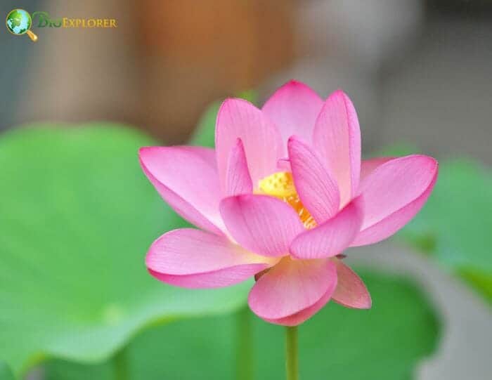 Lotus Flowers