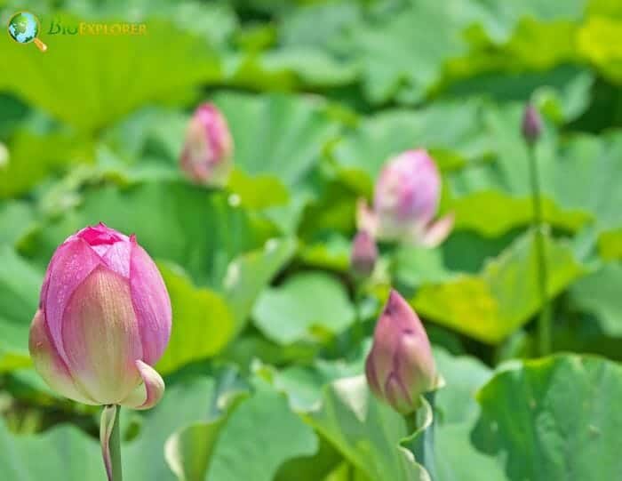 Lotus Flowers