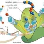 mRNA Translation