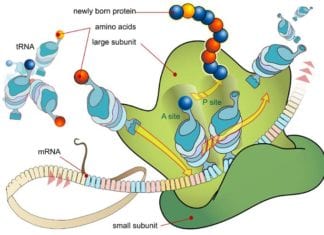 mRNA Translation