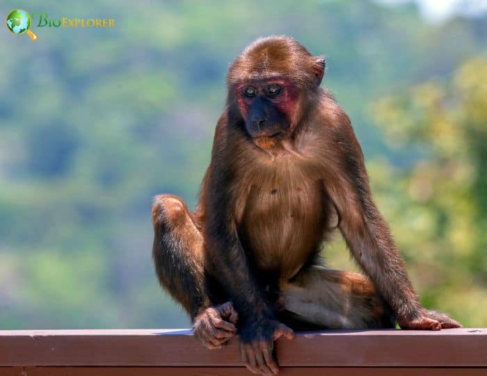 Macaca Arctoides