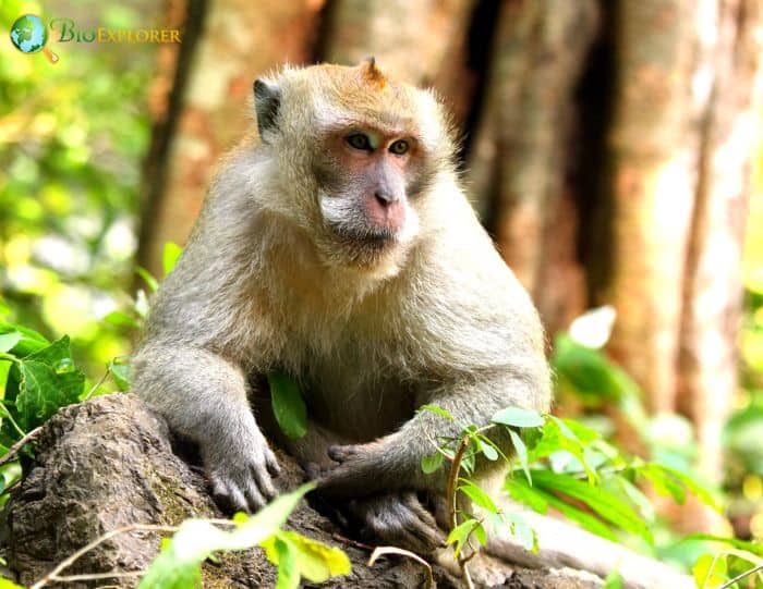 Macaca Fascicularis