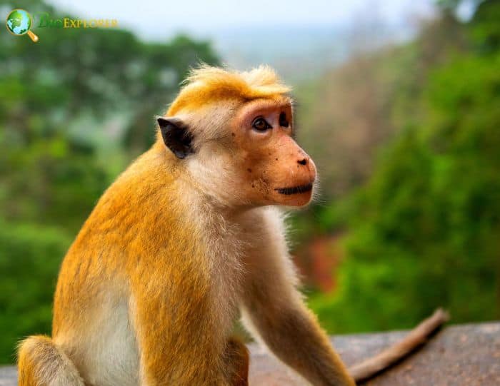 Macaca Sinica