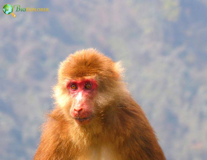 Macaca Thibetana