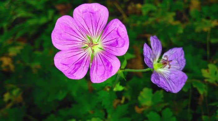 Magenta Cranesbill