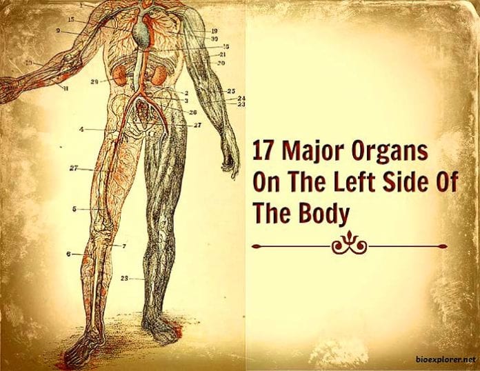 Organs on the left side of the body