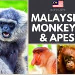 Malaysia monkeys