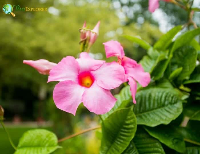 Mandevilla Flowers