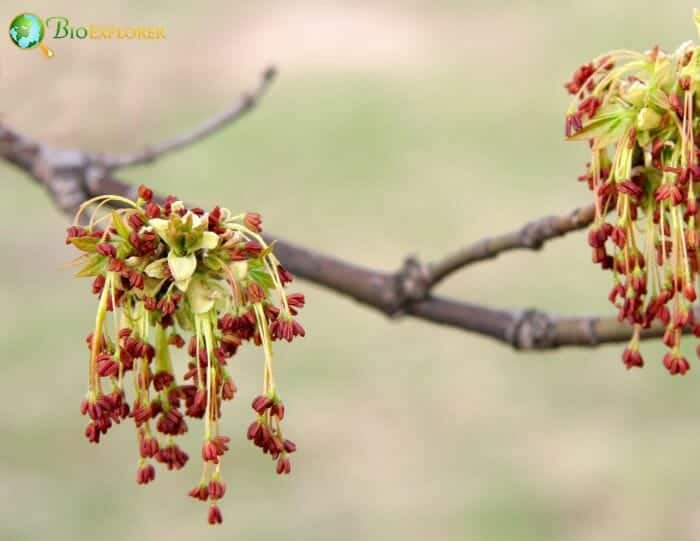 Maple Flowers