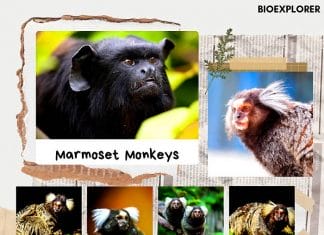 marmoset monkeys