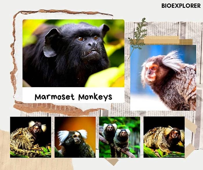 marmoset monkeys