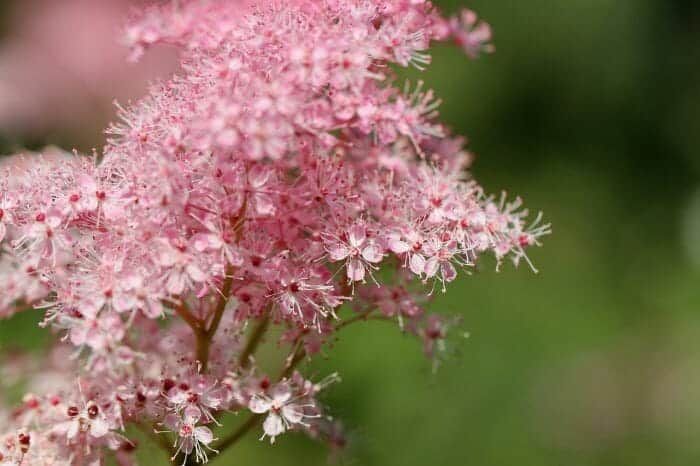 Mead Flowers