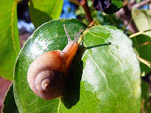 Mediterranean Green Snail