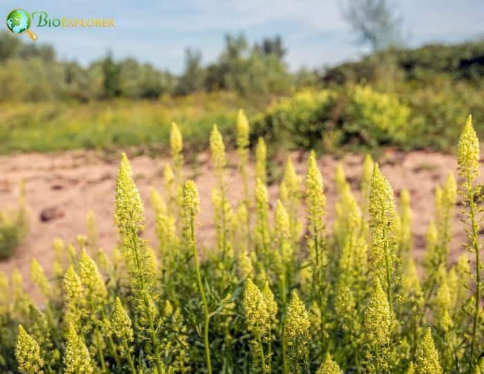 Mignonette Flowering Plants