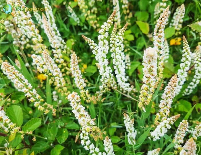 Mignonette Flowers