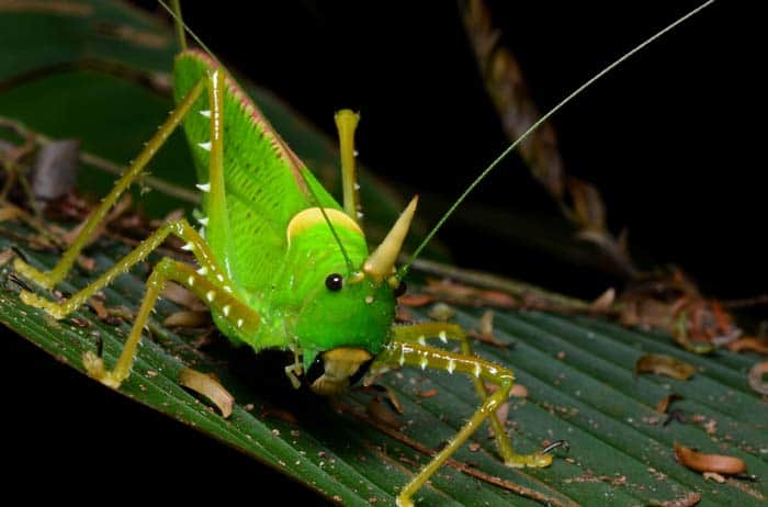 Katydid (Mimicry)