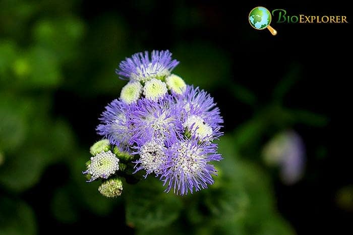 Mimosa Flowers