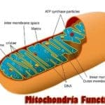 mitochondria functions