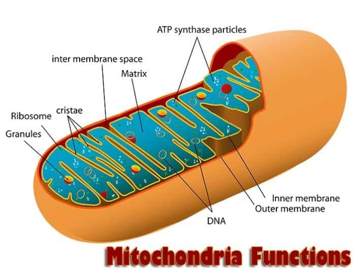 mitochondria functions