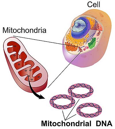 Nitochondrial DNA